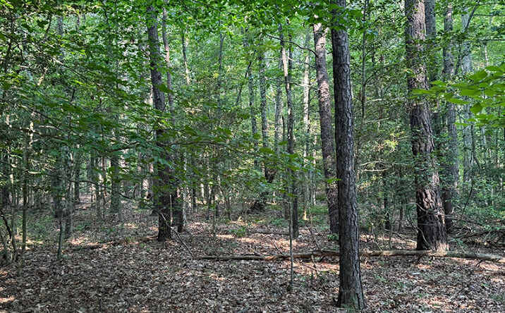 Pictures of Land property located at Knocks Rd, Doswell, VA 23047 for sales - image #1