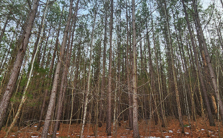 Pictures of Land property located at Claybank Rd, Cumberland, VA 23040 for sales - image #1