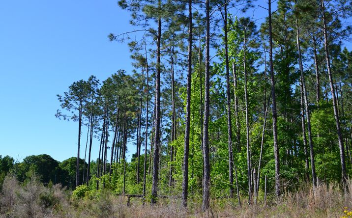 Pictures of Land property located at 4 Scotland Road, Dublin, GA 31021 for sales - image #1