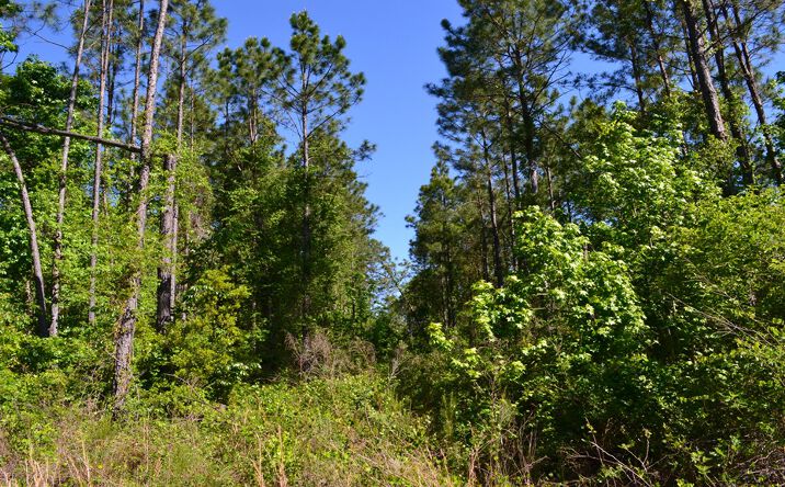 Pictures of Land property located at 5 Scotland Rd, Dublin, GA 31021 for sales - image #1