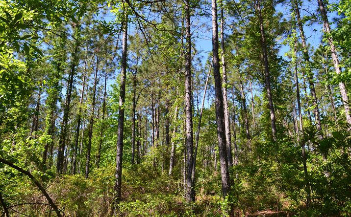 Pictures of Land property located at 6 Scotland Road, Dublin, GA 31021 for sales - image #1