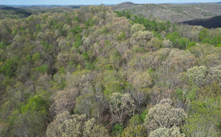 Pictures of Land property located at Spice Ridge Road, Procious, WV 25164 for sales - image #1