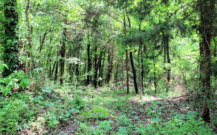 Pictures of Land property located at 20 E 2100 Road, Boswell, OK 74727 for sales - image #1