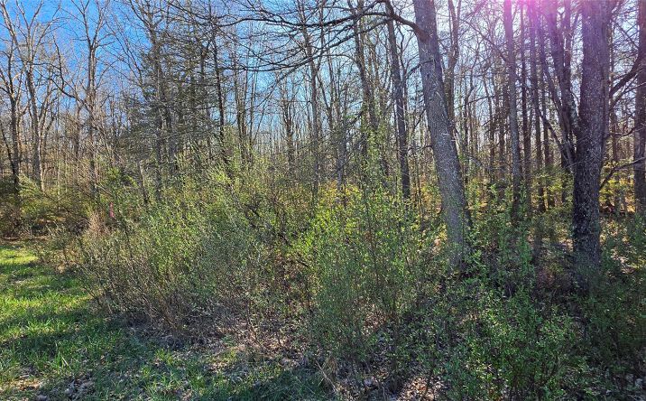Pictures of Land property located at Lot 70 Cushetunk Drive, Cochecton, NY 12726 for sales - image #1