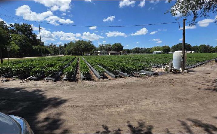 Pictures of Land property located at Gallagher Rd, Dover, FL 33527 for sales - image #1