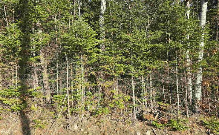 Pictures of Land property located at 5068423 Hawkins Road, Dummer, NH 03588 for sales - image #1