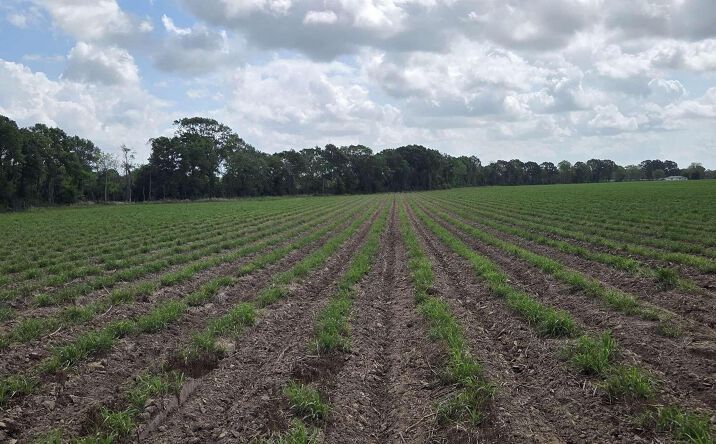 Pictures of Land property located at 997 Sidney Charles Rd, Opelousas, LA 70570 for sales - image #1