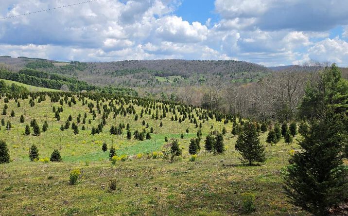 Pictures of Land property located at TBD Cornflower Rd, Troutdale, VA 24378 for sales - image #1