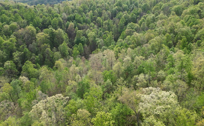 Pictures of Land property located at Sugar Camp Road, Big Bend, WV 26136 for sales - image #1