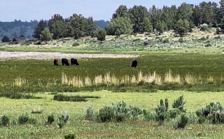 Pictures of Land property located at 0 sprague river Hwy, Sprague River, OR 97639 for sales - image #1