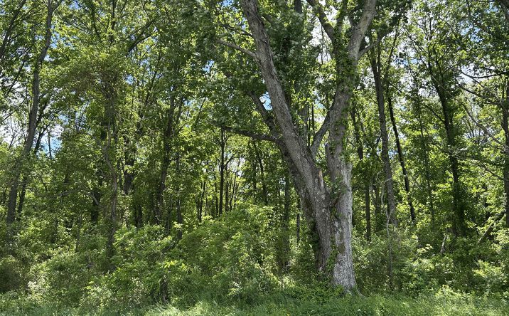 Pictures of Land property located at TBD Akin Blacktop, Benton, IL 62812 for sales - image #1