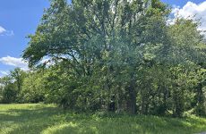 32243083