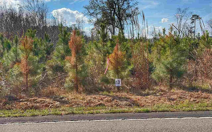 Pictures of Land property located at Lot 13 E Academy St, Latta, SC 29565 for sales - image #1