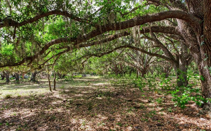 Pictures of Land property located at 12005 KNIGHTS GRIFFIN RD, THONOTOSASSA, FL 33592-3836 for sales - image #1