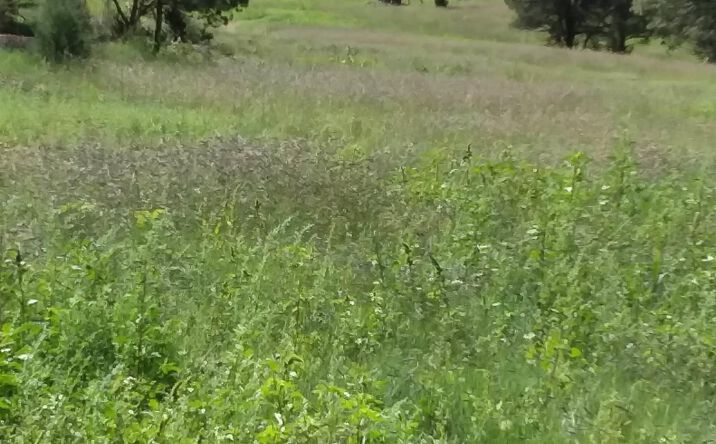 Pictures of Land property located at 344 Forest Road, Pecos, NM 87552 for sales - image #1