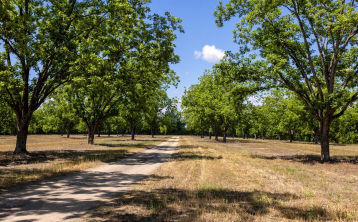 Pictures of Mixed Use, Land property located at 16505 Union Road, Metter, GA 30439 for sales - image #1
