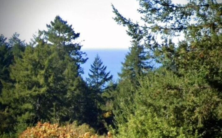 Pictures of Land property located at 146 Spring Rd, Whitethorn, CA 95589 for sales - image #1