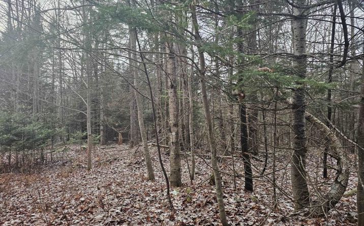 Pictures of Land property located at 461 Hill Rd, Dummer, NH 03588 for sales - image #1