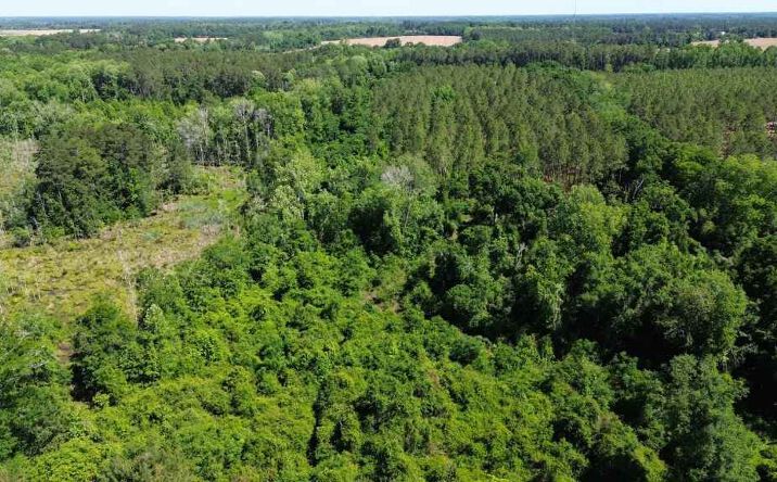 Pictures of Land property located at Reedy Branch Road, Nevils, GA 30458 for sales - image #1