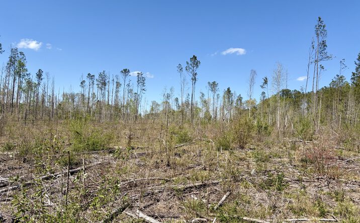 Pictures of Land property located at 4252 Alabama 106, Georgiana, AL 36033 for sales - image #1