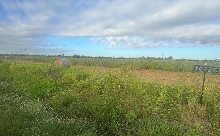 Pictures of Land, Multifamily property located at 11.594 ACRES Louisiana Rd., La Feria, TX 78559 for sales - image #1