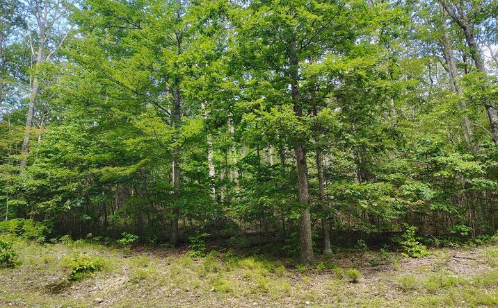 Pictures of Land, Multifamily property located at Lot 56-A Ridgetop Lane, Tazewell, VA 24651 for sales - image #1