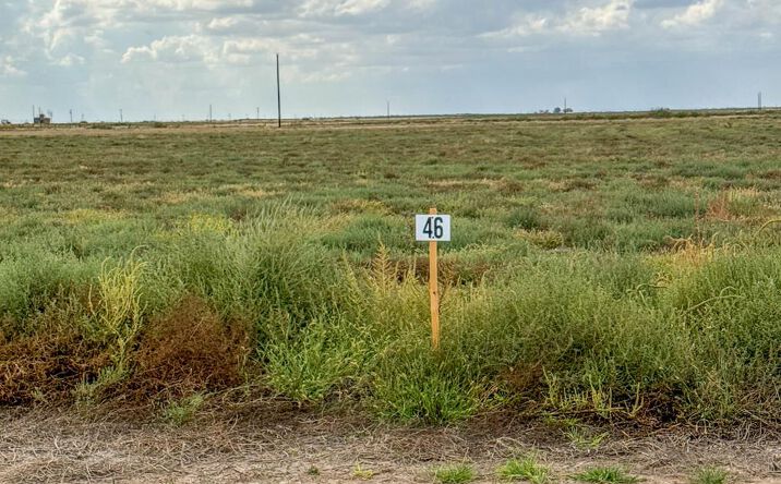 Pictures of Land, Multifamily property located at TBD BLUE QUAIL RUN LOT 46, Seminole, TX 79360 for sales - image #1