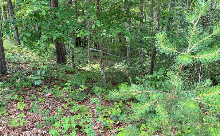 Pictures of Land, Multifamily property located at Lot 48 Honey Maple Trail, Austinville, VA 24312 for sales - image #1