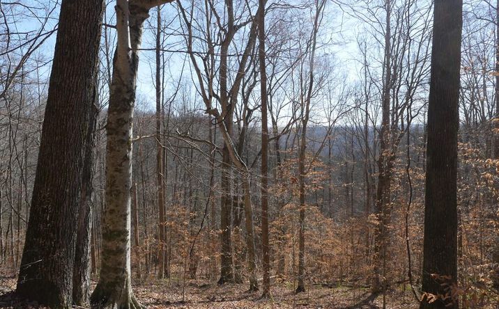 Pictures of Land, Multifamily property located at TBD Dean Road, Rose Hill, VA 24281 for sales - image #1