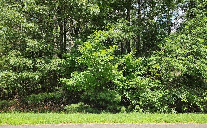 Pictures of Land, Multifamily property located at TBD Holly Run, Glade Valley, NC 28627 for sales - image #1