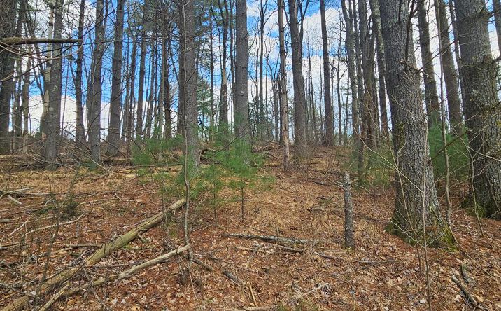 Pictures of Land, Multifamily property located at TBD Panorama Drive, Todd, NC 28684 for sales - image #1