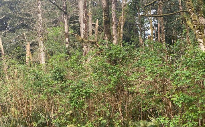 Pictures of Land, Multifamily property located at TL 1000 SE 54th Drive, Lincoln City, OR 97367 for sales - image #1