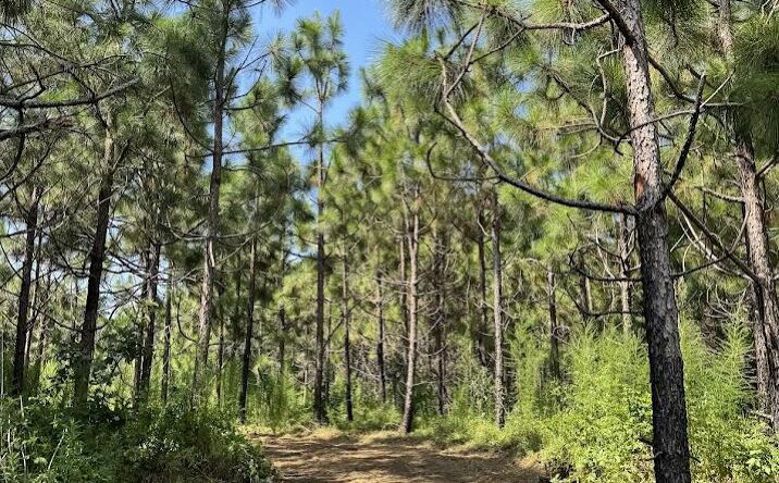 Pictures of Land property located at Hwy 19, Collinsville, MS 39325 for sales - image #1