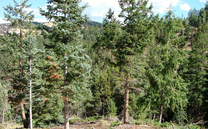 Pictures of Land property located at Bryce Woodland Estates  - Spruce Drive, Alton, UT 84710 for sales - image #1