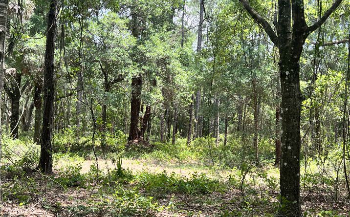 Pictures of Land property located at 3575 South Street, Titusville, FL 32780 for sales - image #1