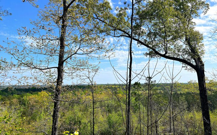 Pictures of Land property located at County Road 56, Marbury, AL 36051 for sales - image #1