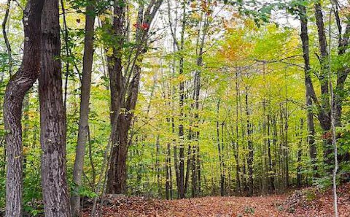 Pictures of Land property located at Tbd Alpine Drive, Bovina, NY 13740 for sales - image #1