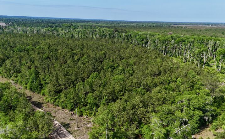 Pictures of Land property located at Tillman Cementery Road, Lumber City, GA 31549 for sales - image #1
