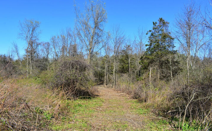 King Hill, Greenville