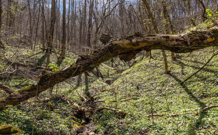 Pictures of Land property located at TBD Light Hollow Road, Rogersville, TN 37857 for sales - image #1