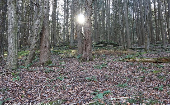 Pictures of Land, Multifamily property located at Tbd Hall Road, Margaretville, NY 12455 for sales - image #1