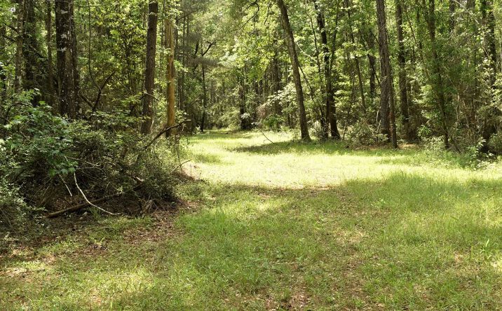 Pictures of Land property located at Tbd Hepzibah Rd, Clinton, LA 70722 for sales - image #1