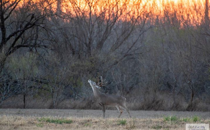 Pictures of Land property located at Las Brisas Dr, Rio Grande City, TX 78582 for sales - image #1