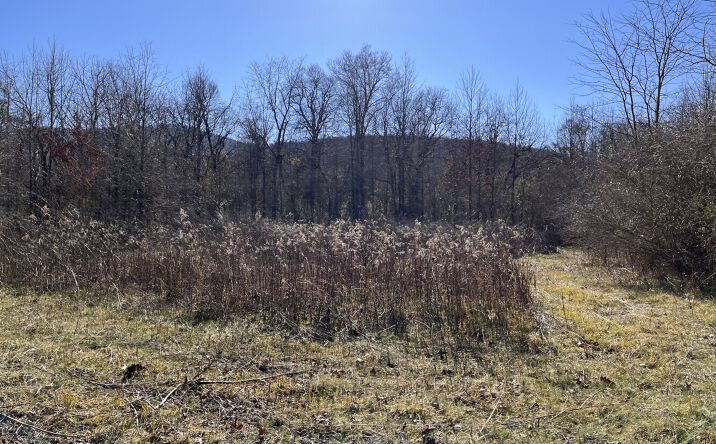 Pictures of Land property located at 0 Highway 65, Swaim, AL 35766 for sales - image #1