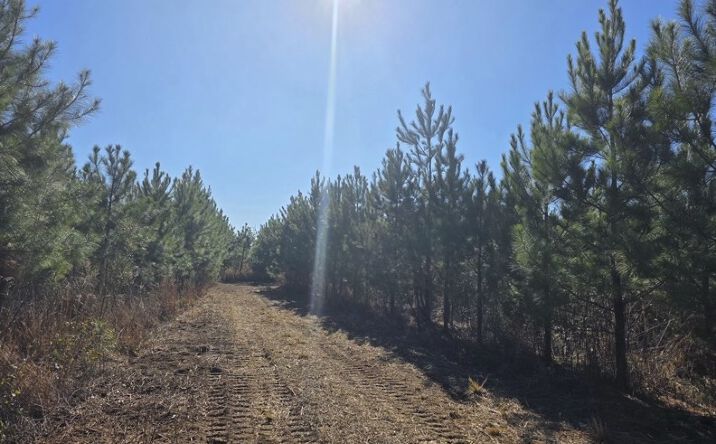 Pictures of Land property located at 0 Chipola Rd, Slocomb, AL 36375 for sales - image #1
