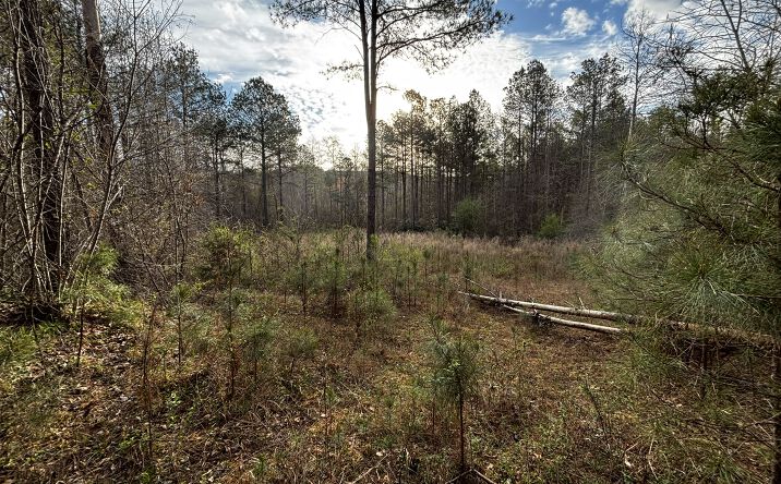 Pictures of Land property located at 0 County Road 93, Fayette, AL 35554 for sales - image #1