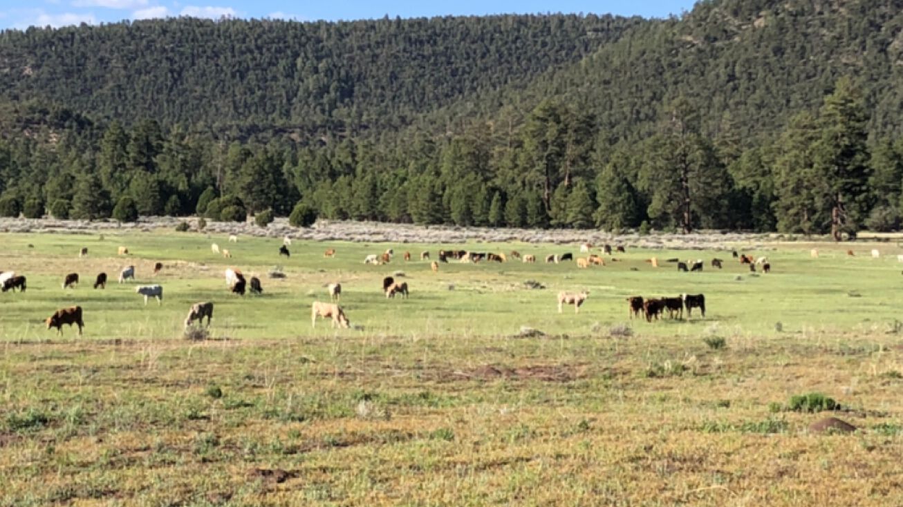 Forest Service Rd 854, Quemado, NM 87829