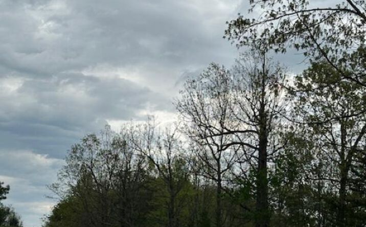 Pictures of Land property located at 1000 Hurricane Creek Rd, Webbville, KY 41180 for sales - image #1