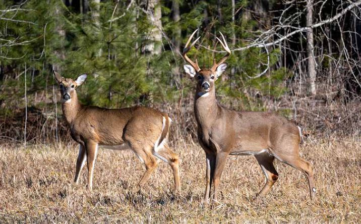 Pictures of Land property located at Sortay 160, Rison, AR 71665 for sales - image #1