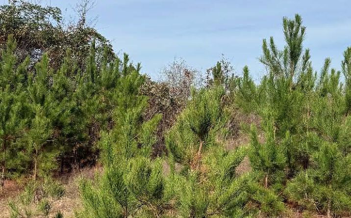 Pictures of Land property located at Hempstead 200, Hope, AR 71801 for sales - image #1